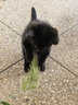 亿迪 猫粮幼猫成猫冻干大袋20斤全价英短布偶蓝猫全阶段 实拍图