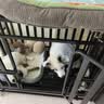北鼻狗【升级全管加强 】狗笼中型犬大型犬狗笼子宠物狗狗笼子金毛用品 3cm管双喂食门狗笼-94*64*85CM 建议70斤内 实拍图