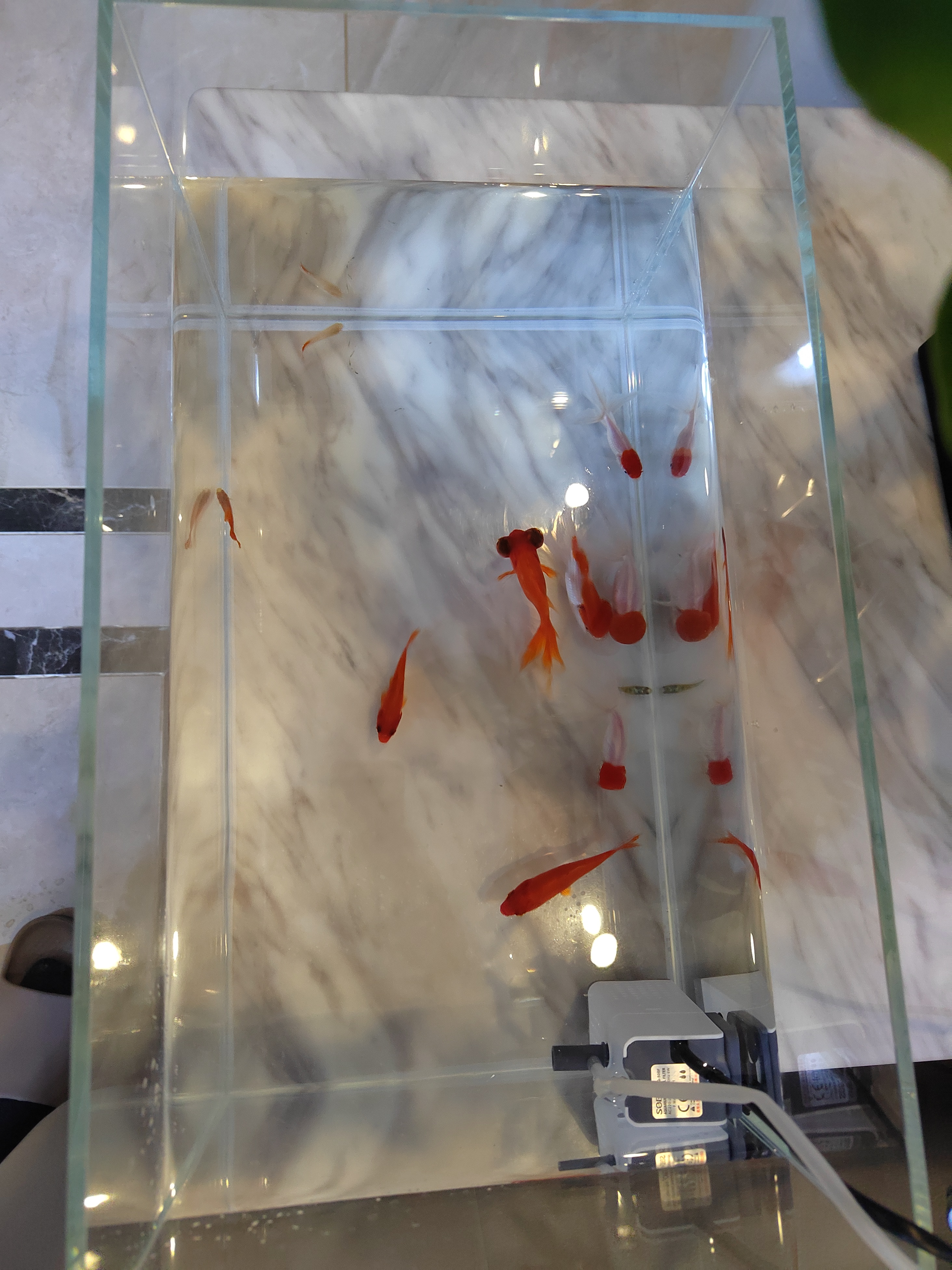 坤宁王金晶超白玻璃鱼缸40造景裸缸客厅桌面溪流缸一体缸水族箱40*23*25 实拍图