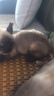 蓝诗诺小猫咪毛绒玩具仿真宠物玩偶动物模型儿童猫偶猫咪公仔送儿童礼物 趴款暹罗猫 均码 实拍图