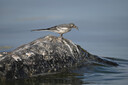 尼康（Nikon）Z 180-600mm f/5.6-6.3 VR 全画幅微单镜头 长焦轻量化 拍鸟 变焦镜头 实拍图