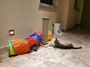 猫咪隧道自嗨解闷钻洞爬行可折叠通道玩具新款猫窝四季通用 彩虹S通道+10个小球 长97*宽25 实拍图