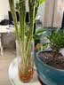 吕姆克玻璃花瓶鲜花插花水养水培容器客厅摆件轻奢高级感竹节加厚款0824 实拍图