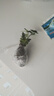 文竹盆栽植物室内客厅中式禅意盆景办公室桌面花卉云竹迷你小绿植 精品文竹1盆（整体15-25厘米高）育苗盆原土发货 实拍图