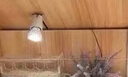 句可芦丁鸡保温灯自动控温保温箱保暖灯育雏鹦鹉小鸡取暖温控器太阳灯 单全陶灯座1个50W灯+九孔温控 实拍图