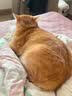 玫斯（metz）猫粮无谷天然猫粮成猫幼猫全阶段鲜肉孕猫全价奶糕猫粮 玫斯pro系列成猫粮1.5KG升级版 实拍图