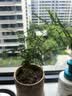 文竹盆栽绿植花卉盆景植物室内客厅水培文松云竹文竹大苗四季常青 文竹【1颗】原盆原土球发货 高度15-25cm 实拍图