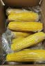 京鲜生&爷爷和月月一级白甜糯玉米单棒250g+*6棒 共3斤真空包装源头直发 实拍图