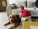 夸克狗粮 金毛阿拉斯加拉布拉多哈士奇马犬萨摩耶德牧中大型犬通用粮 经典成犬粮40斤丨送狗粮2斤 实拍图