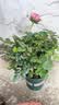 行湘爬藤月季花苗绿植盆栽爬墙花卉 红色龙沙50-70cm（1棵）源头直发 实拍图