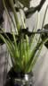 九千谷植物攀爬支架包钢管花盆爬藤花架蔷薇月季葡萄固定架子45CM4627 实拍图