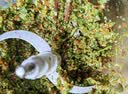 苏泊尔（SUPOR）绞肉机家用电动 不锈钢多功能辅食机婴儿料理机绞馅机碎肉搅肉机JR05S-300（双刀） 实拍图