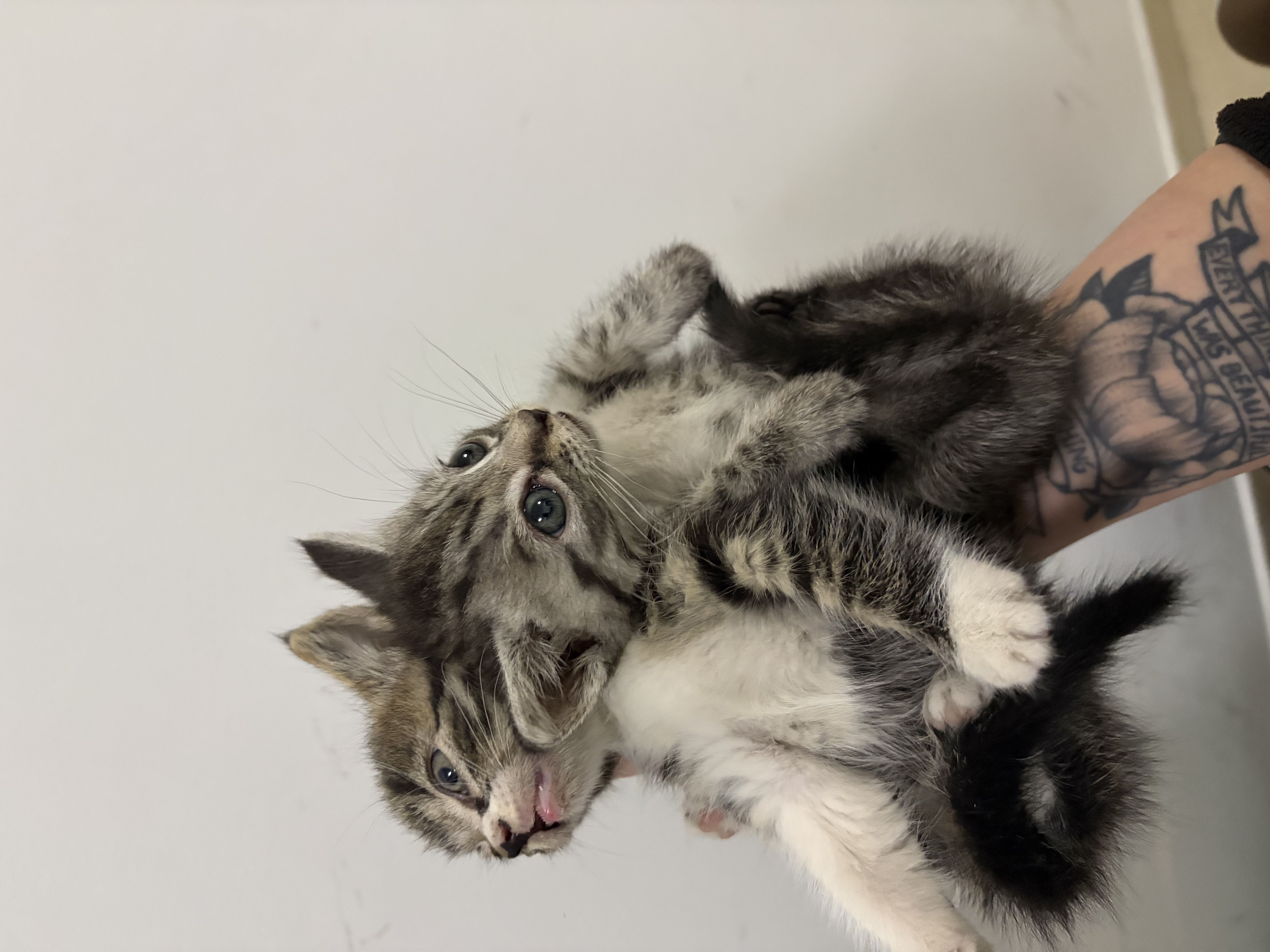 网易严选全价猫粮4.0 成幼猫无谷全阶段营养滋补猫粮 乳鸽乌鸡味1.5kg*4袋 实拍图