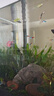 森森（SUNSUN）耀蓝鱼缸水泵小型潜水泵过滤泵抽水泵YQP-300 3W 实拍图