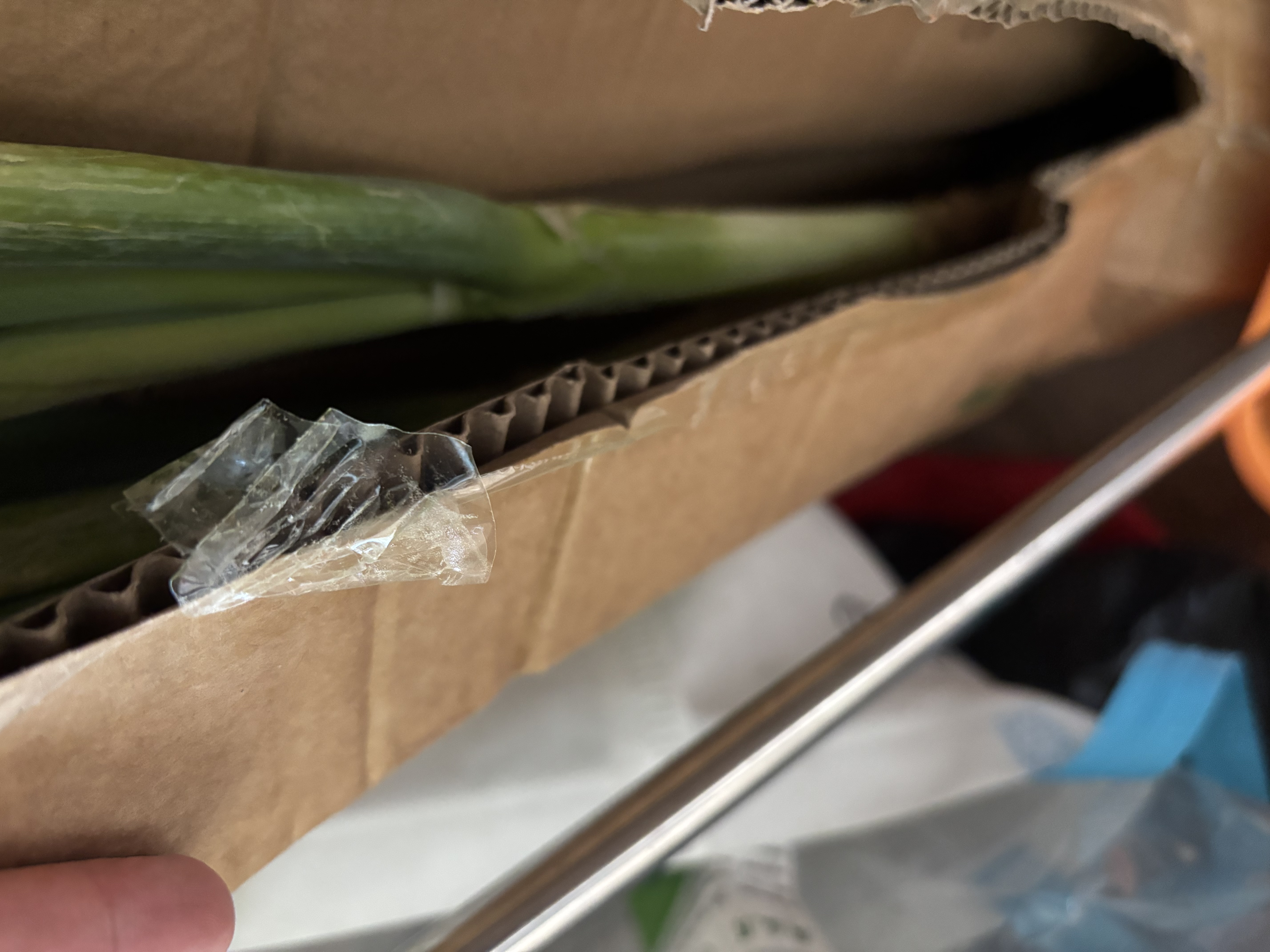 农家自种精品山东大葱特级新鲜铁杆长白葱农家毛葱香葱现挖便（带老皮）带箱2斤净重1.5斤+ 实拍图
