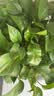 京东绿植绿萝盆栽除甲醛花卉绿植办公室新房净化空气360自吸盆1盆源头直 实拍图
