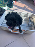 HELLOJOY狗厕所中型小型犬专用防踩屎便盆尿尿盆非不锈钢大小便神器狗砂盆 实拍图