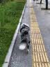 冠能狗粮大中型犬成犬狗粮2.5kg 全价狗粮 稳固免疫  实拍图