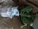 长寿花盆栽重瓣大花带花苞花苗四季室内开花好养的花卉植物 12.金狐狸(带花苞)送肥料 含加仑盆 实拍图