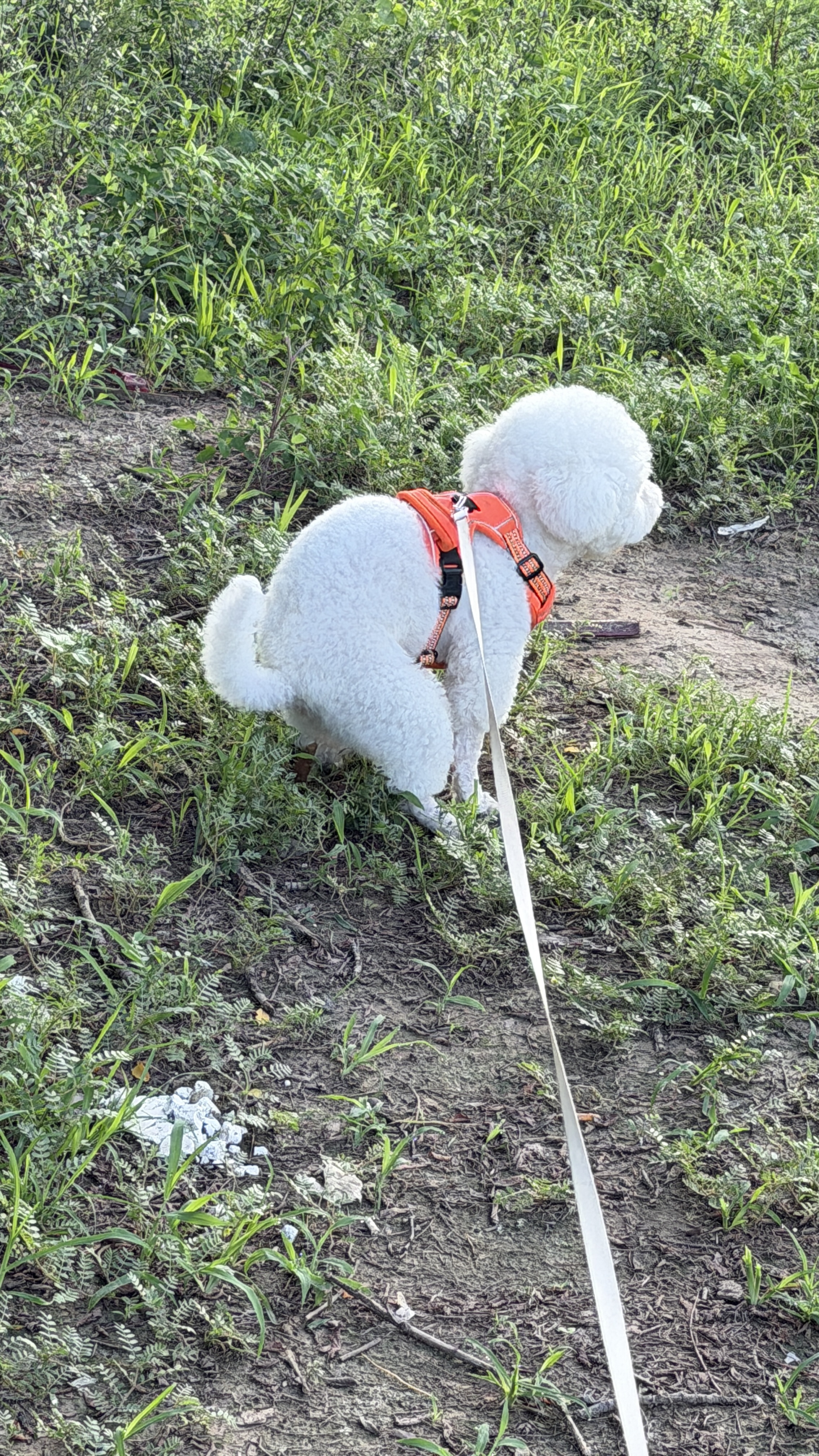 逸诺（enoug）PH7宠物猫咪狗狗护毛素 补水防燥香波抗结柔顺护毛素（青7）460ml 实拍图