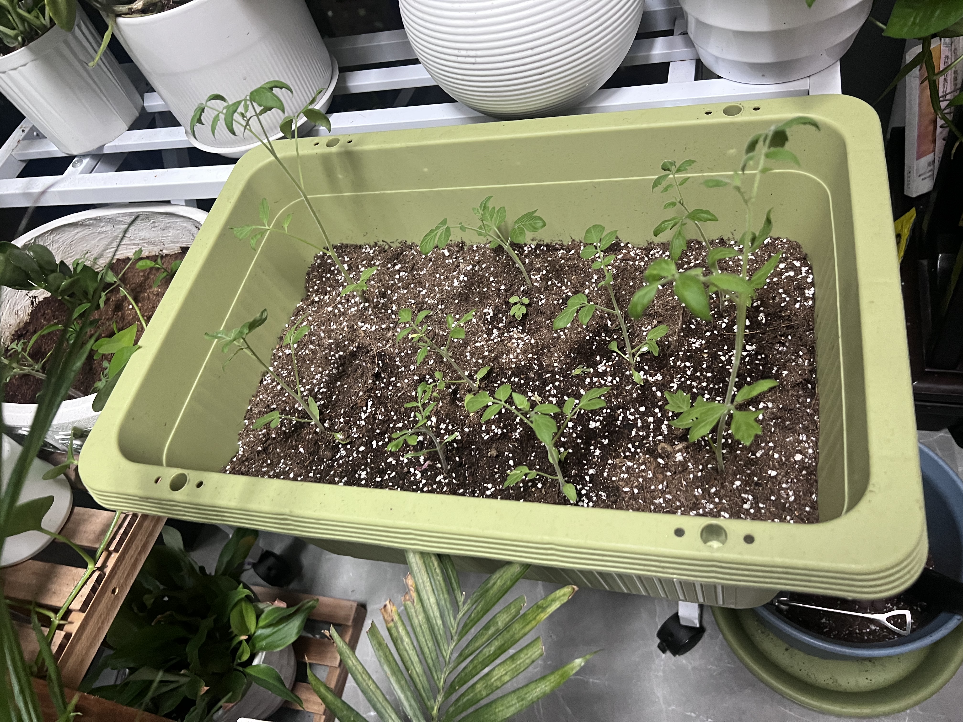爱丽思花盆塑料花盆特大号树脂种菜蔬菜水果种植盆加厚带排水孔 480 实拍图