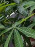 三鼎电热开水桶开水器商用烧水桶奶茶店家用不锈钢保温热水桶大容量蒸煮桶防干烧月子桶加厚 SD-60L-D 实拍图