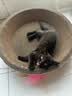 疯狂的主人猫抓板窝碗形大号猫抓盆不掉屑猫窝宠物猫玩具瓦楞纸猫爪板 实拍图