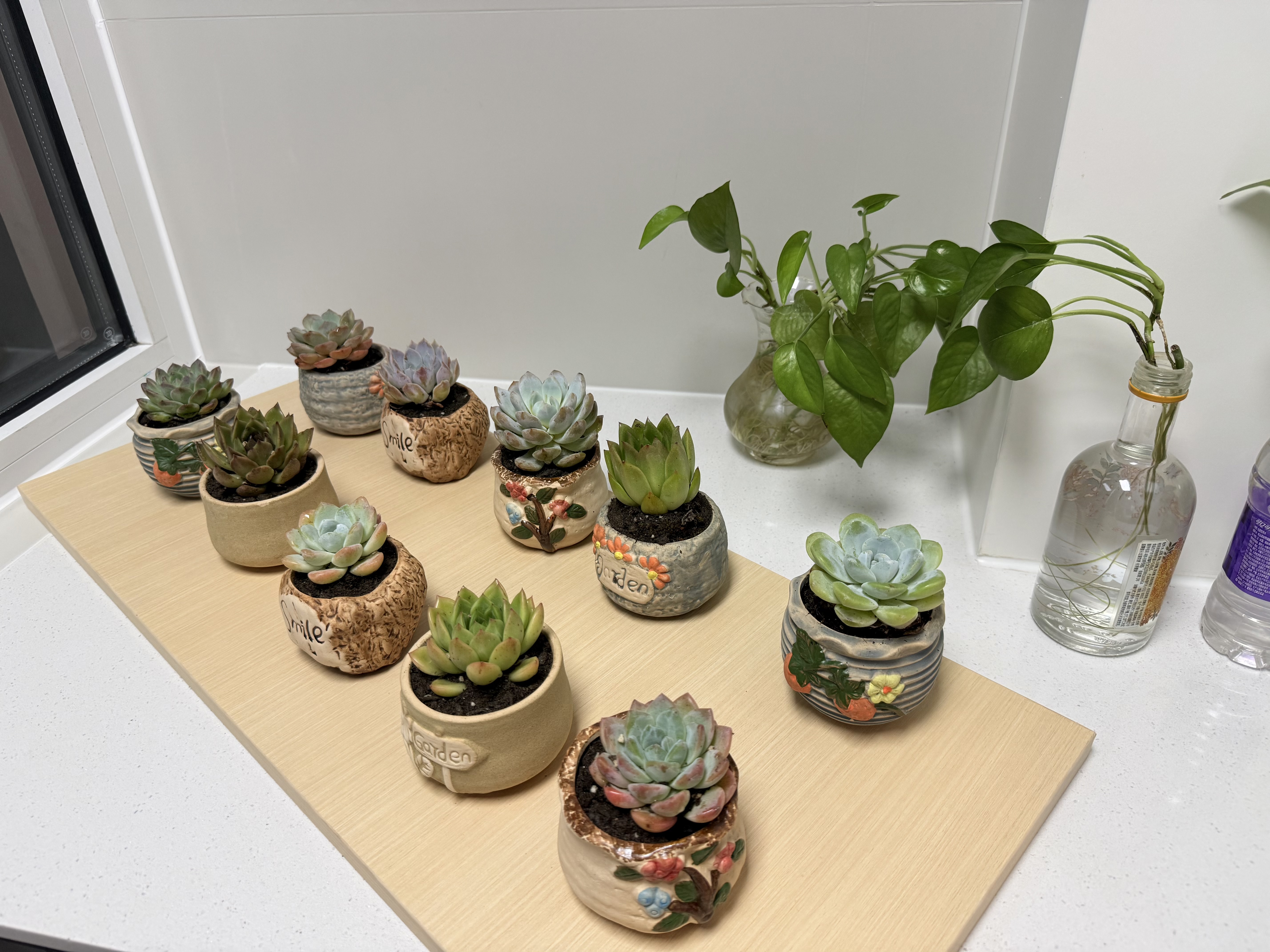 多肉植物组合室内小盆栽大颗绿植花卉带陶瓷花盆土办公室好养的花 多肉植物 任选10款【联系客服备注 不备注随机发】 实拍图