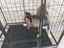 喵先生狗笼子 狗笼小中大型犬加粗加固金毛拉布拉多一体带厕所分离笼子 方管框架+加粗铁丝【125*95*110cm】100斤内适用 实拍图