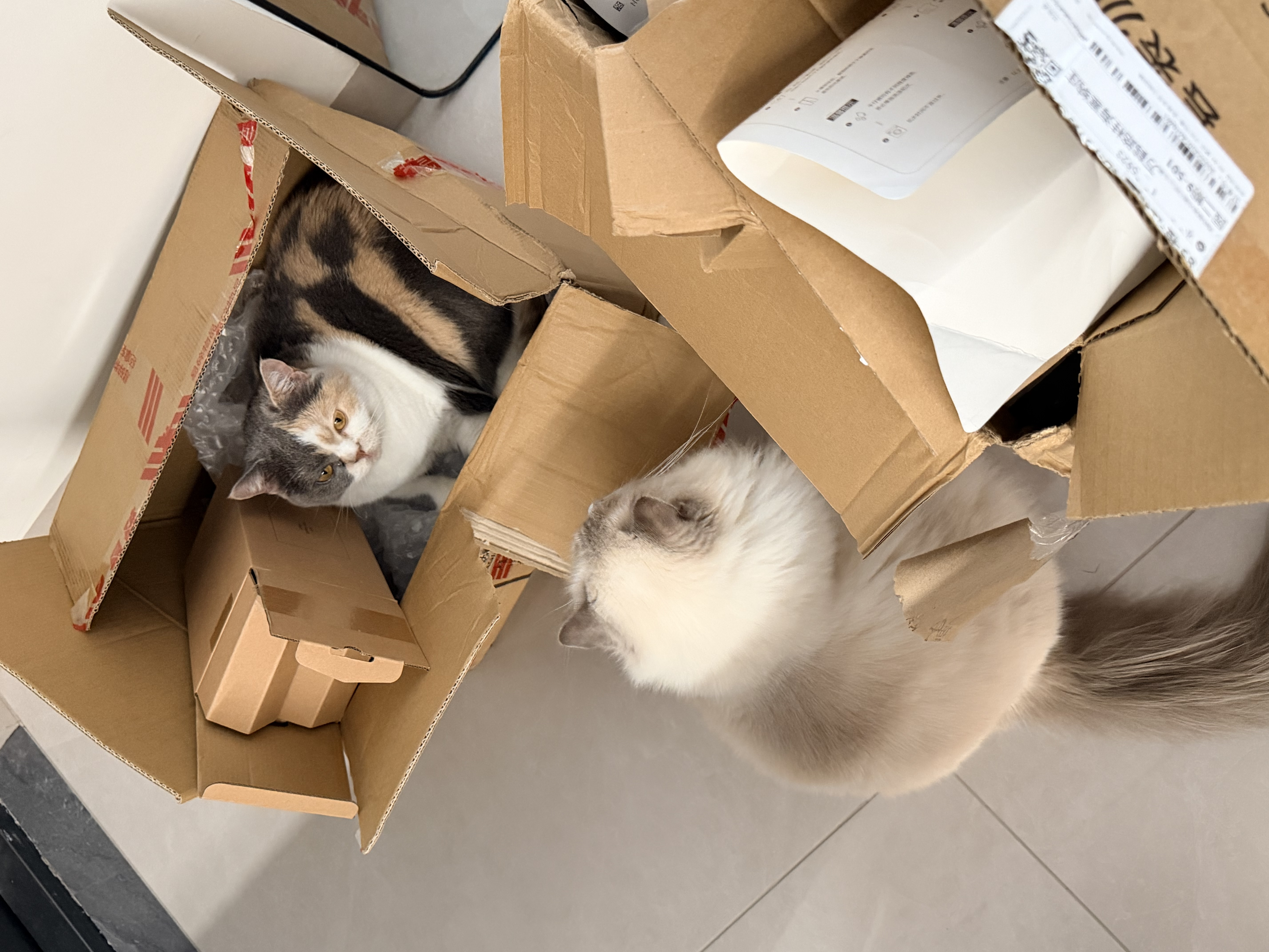 instinct百利高蛋白美毛鸡肉全猫粮10磅*2包+Stanley水杯礼物591ML粉白 实拍图