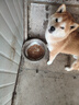 力狼狗粮 全价成犬粮 博美泰迪金毛阿拉斯加边牧大中小犬型粮 【经典配方】成犬专用20kg 实拍图