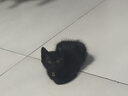 麦富迪猫粮 超肉粒冻干双拼成猫粮美毛护肠三文鱼10kg/20斤【宠物金选】 实拍图