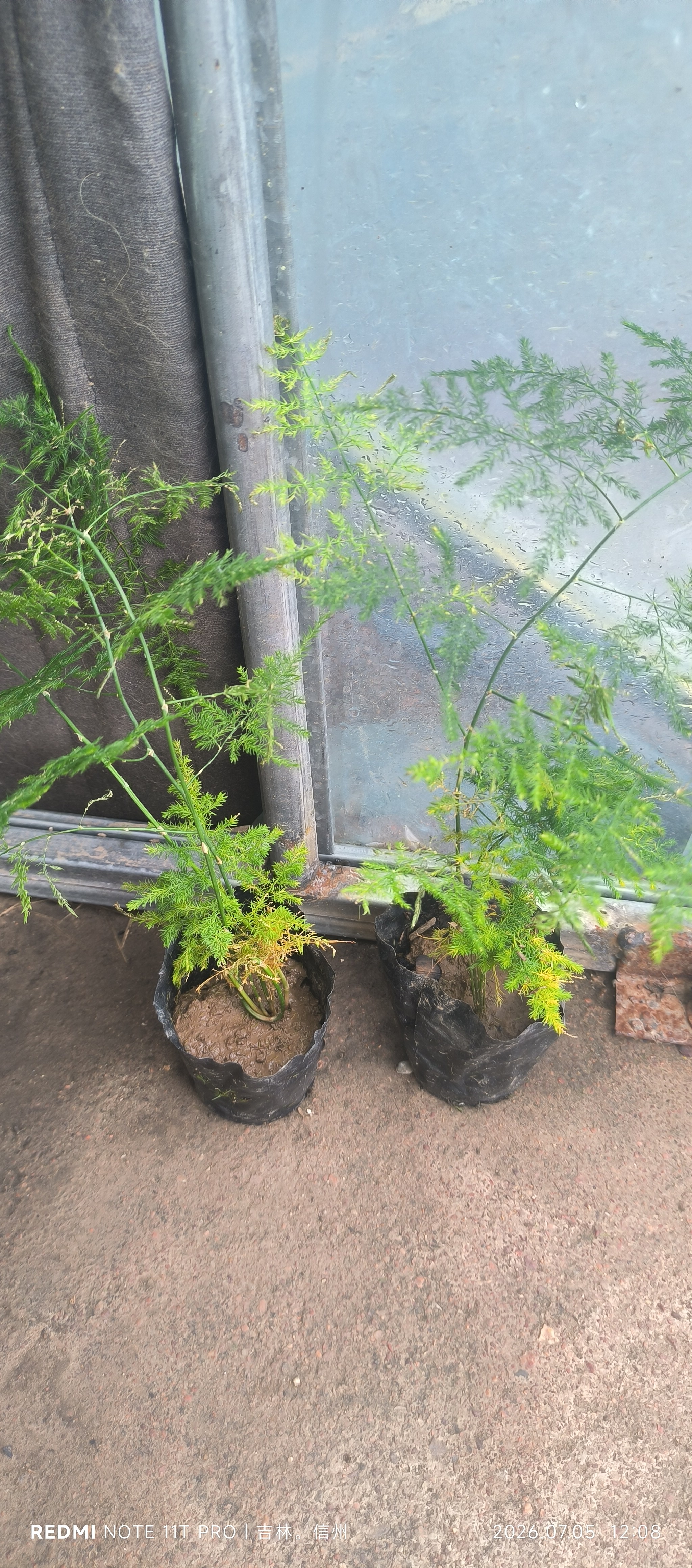 文竹盆栽绿植花卉盆景植物室内客厅水培文松云竹文竹大苗四季常青 小文竹【2棵更实惠】原土球发货 高度15-25cm 实拍图