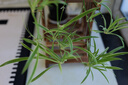 安尔雅 松木花架子花盆碳化室内外客厅阳台多肉植物现代简约置物架摆架 实拍图