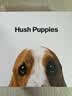 暇步士（Hush Puppies）细皮带女牛皮女士皮带ns风学生装饰百搭心机腰带生日礼物 实拍图