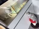 愛肯拿（ACANA）猫粮 牧场盛宴成猫幼猫粮 高蛋白无谷进口鸡肉粮5.4kg 效期27/5 实拍图