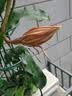 云南白药经典系列牙膏套装 清新口气护龈改善牙龈问题 经典留兰香型180g*2 实拍图