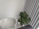植男植女老桩龟背竹大盆栽客厅室内大型植物真绿植办公室新房好养源头直发 实拍图
