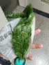 云峰海瑞水草活体懒人草鱼缸造景活体水草套餐鱼缸水草有茎类中后景真水草 【实惠】-绿菊（5只一组） 实拍图