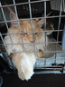 宠物航空箱猫咪空运包猫笼猫包狗狗托运便携车载猫箱子 灰色超大号【59*37*36cm】 航空箱 实拍图