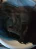 九乘（JIUCHENG）汽车防蚊纱窗车用车载窗帘遮阳防晒通风车窗蚊帐网 4门SUV防蚊网 实拍图