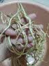 京喜加【26年新根】新鲜鱼腥草折耳根嫩根凉拌节节根现挖猪鼻孔带泥 带泥折耳根1斤 尝鲜装 实拍图