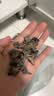 十月稻田 东北黑木耳 150g 肉厚无根 菌菇 黑龙江东宁特产 火锅炒菜煲汤 实拍图