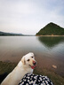 福来恩（FRONTLINE）狗狗进口驱虫药大型犬去跳蚤蜱虫滴剂原研药2.68ml单粒体验装 实拍图