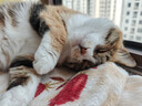 pidan猫砂 天然钠基颗粒猫砂2.4kg*4包 矿砂结团迅速吸水性好低尘 实拍图