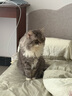 皇家成猫猫粮 营养均衡 F32 通用粮 1-7岁 2KG 实拍图