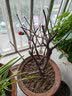 花翁海棠花盆栽树苗重瓣长寿冠盆景老桩庭院阳台绿植室内花卉源头直发 实拍图
