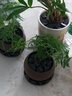 文竹盆栽绿植花卉盆景植物室内客厅水培文松云竹文竹大苗四季常青 文竹+舍得陶瓷盆+塑料圆底托 高度15-25cm 实拍图