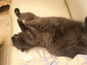 网易严选全价冻干双拼猫粮3.0成猫幼猫干粮鲜鸡肉7.2kg【囤货装】宠物金选 实拍图