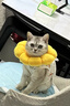 华元宠具（hoopet）猫咪绝育服母猫猫宠物小狗狗手术服透气断奶服公猫防舔术后用衣服 实拍图